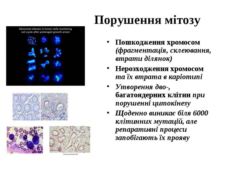 Порушення мітозу Пошкодження хромосом (фрагментація, склеювання, втрати ділян...
