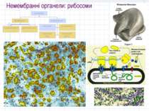 Немембранні органели: рибосоми