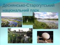 Деснянсько-Старогутський національний парк
