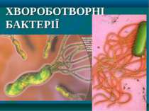 Хвороботворні бактерії