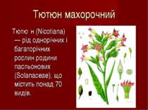 Тютюн махорочний Тютю н (Nicotiana) — рід однорічних і багаторічних рослин ро...