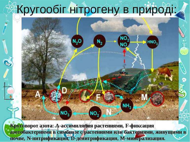 Кругообіг нітрогену в природі: Круговорот азота: А-ассимиляция растениями, F-...