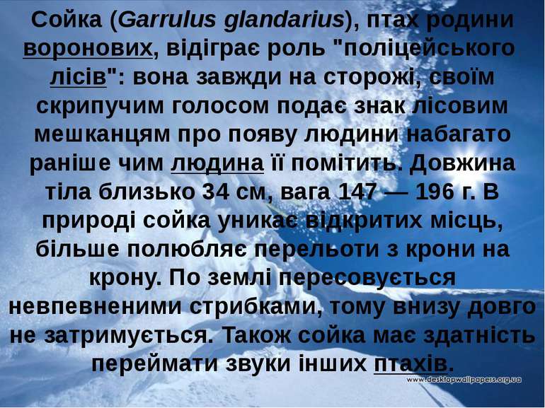 Сойка (Garrulus glandarius), птах родини воронових, відіграє роль "поліцейськ...