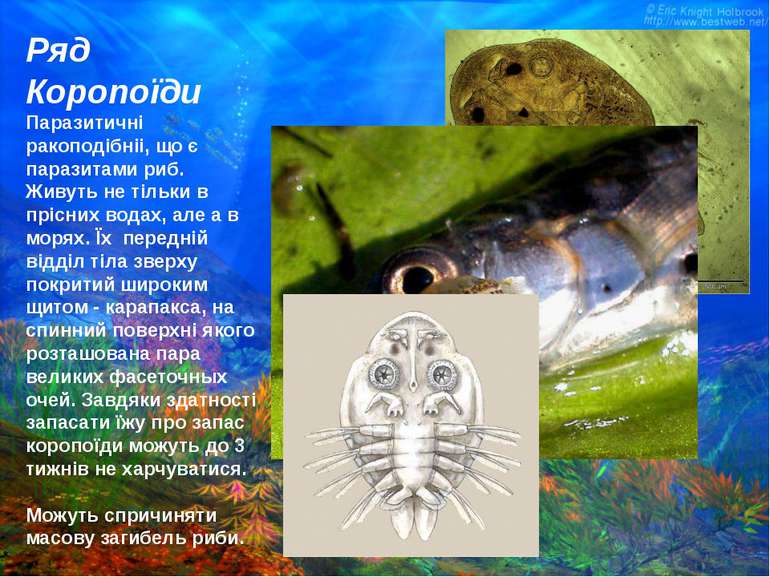 Ряд Короnоїди Паразитичні ракоподібніі, що є паразитами риб. Живуть не тільки...