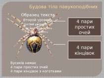 Будова тіла павукоподібних Вусиків немає 4 пари простих очей 4 пари кінцівок ...