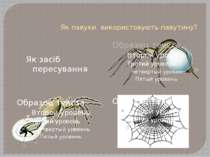 Як павуки використовують павутину? Як засіб пересування