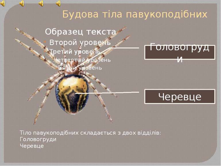 Будова тіла павукоподібних Тіло павукоподібних складається з двох відділів: Г...