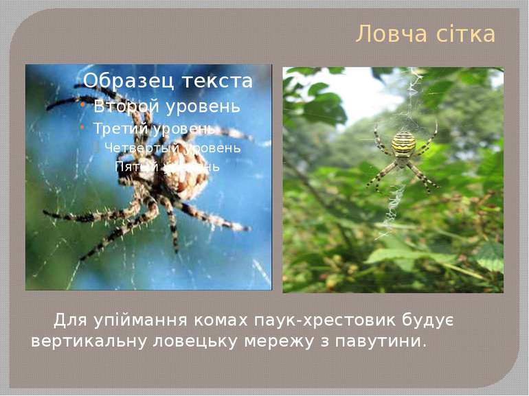 Ловча сітка Для упіймання комах паук-хрестовик будує вертикальну ловецьку мер...
