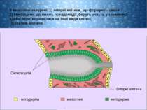Склероцити ектодерма ентодерма мезоглея Опорні клітини У мезоглею занурені: 1...