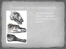 Основні групи крокодилів Голови алігатора (зверху), крокодила (посередині), г...