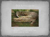 Ряд Крокодили Слово «крокодил» походить від грец. κροκόδειλος — «галечний чер...