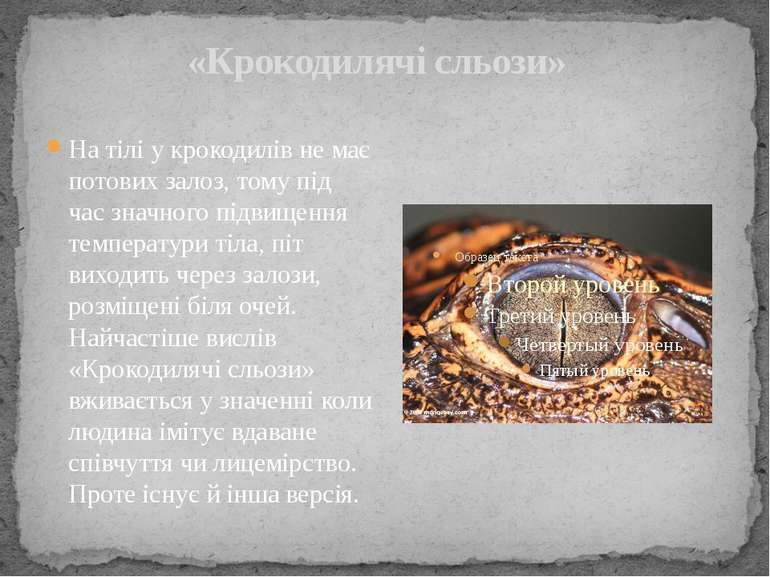 «Крокодилячі сльози» На тілі у крокодилів не має потових залоз, тому під час ...