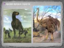 Древні предки страусів