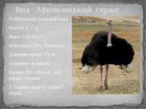 Найбільший сучасний птах. Висота 2, 7 м Маса = до 90 кг Швидкість бігу 70км/г...