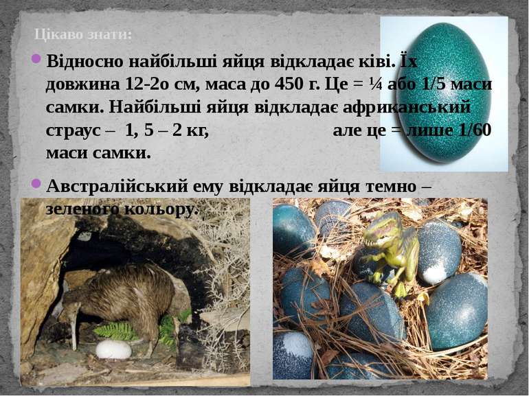Цікаво знати: Відносно найбільші яйця відкладає ківі. Їх довжина 12-2о см, ма...