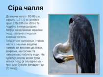 Сіра чапля Довжина чаплі - 90-98 см, важить 1,2-1,5 кг, розмах крил 175-195 с...