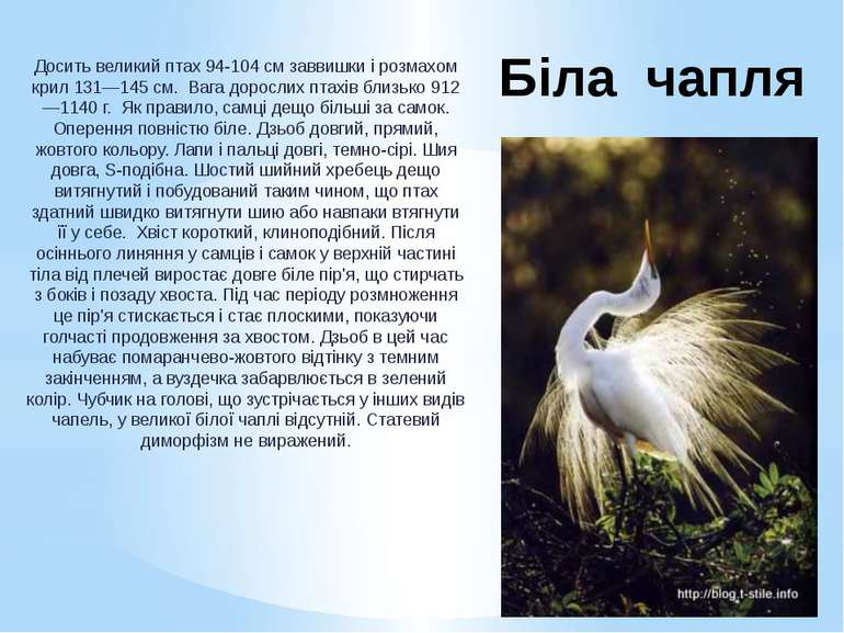 Біла чапля Досить великий птах 94-104 см заввишки і розмахом крил 131—145 см....