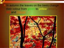 In autumn the leaves on the trees change their colour from green to yellow, b...