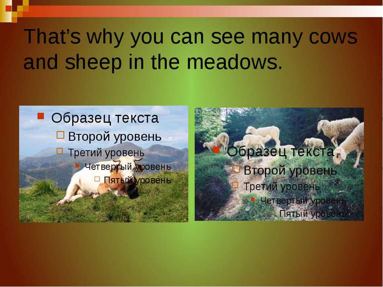 That’s why you can see many cows and sheep in the meadows.