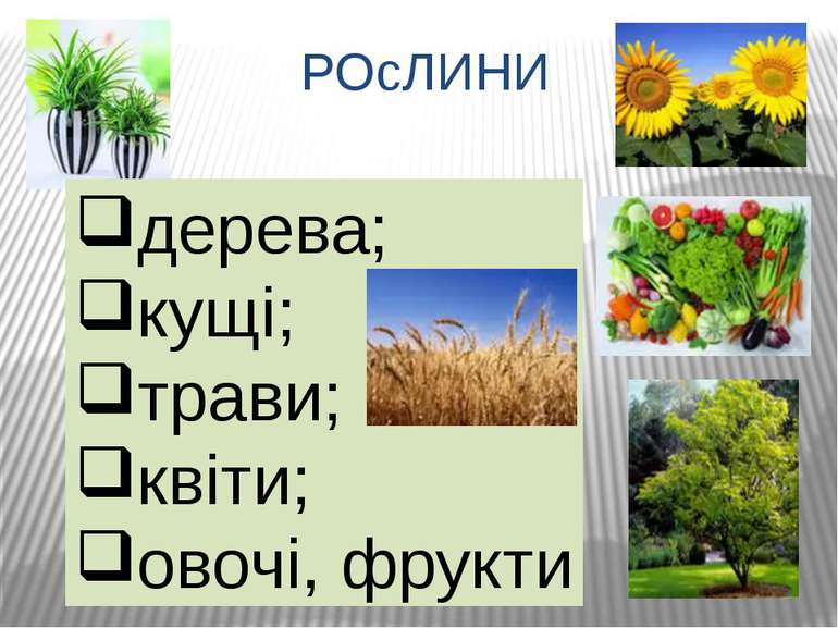 РОсЛИНИ дерева; кущі; трави; квіти; овочі, фрукти
