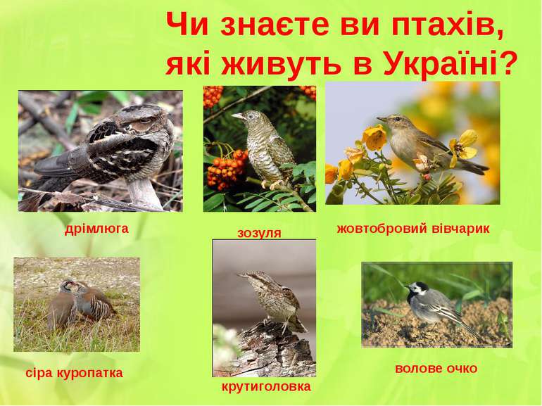 Чи знаєте ви птахів, які живуть в Україні? зозуля дрімлюга жовтобровий вівчар...