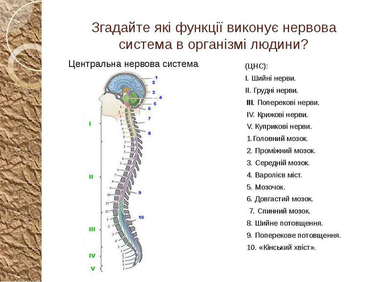 Згадайте які функції виконує нервова система в організмі людини? (ЦНС): I. Ши...