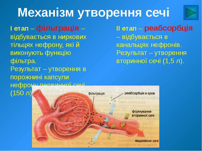 Механізм утворення сечі І етап – фільтрація – відбувається в ниркових тільцях...