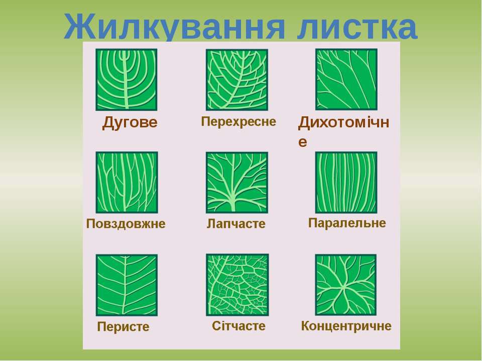 Сетчатое жилкование характерно для растений. Тип жилкования листа пальчатое. Перистое и пальчатое жилкование листьев. Классификация листьев по типу жилкования. Типы жилкования листьев пальчатое.