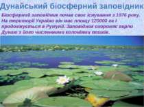 Дунайський біосферний заповідник Біосферний заповідник почав своє існування з...