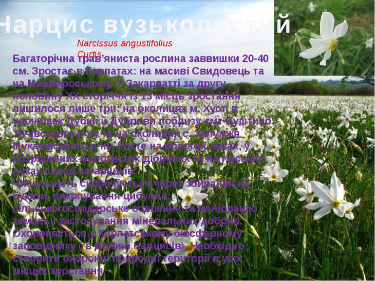 Нарцис вузьколистий Багаторічна трав’яниста рослина заввишки 20-40 см. Зроста...