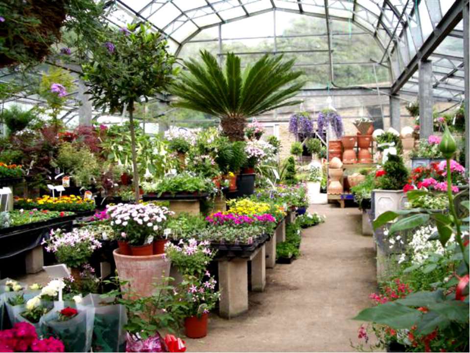 Цветочный магазин растения в горшках