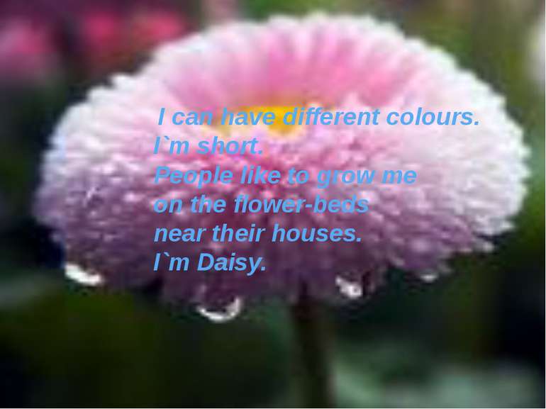 I can have different colours. I`m short. People like to grow me on the flower...
