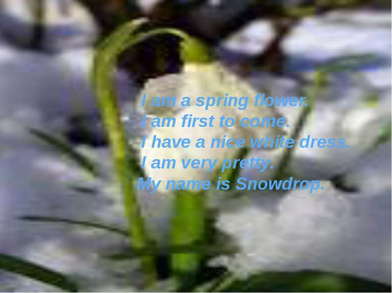 I am a spring flower. I am first to come. I have a nice white dress. I am ver...