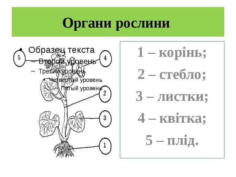 Органи рослини 1 – корінь; 2 – стебло; 3 – листки; 4 – квітка; 5 – плід.