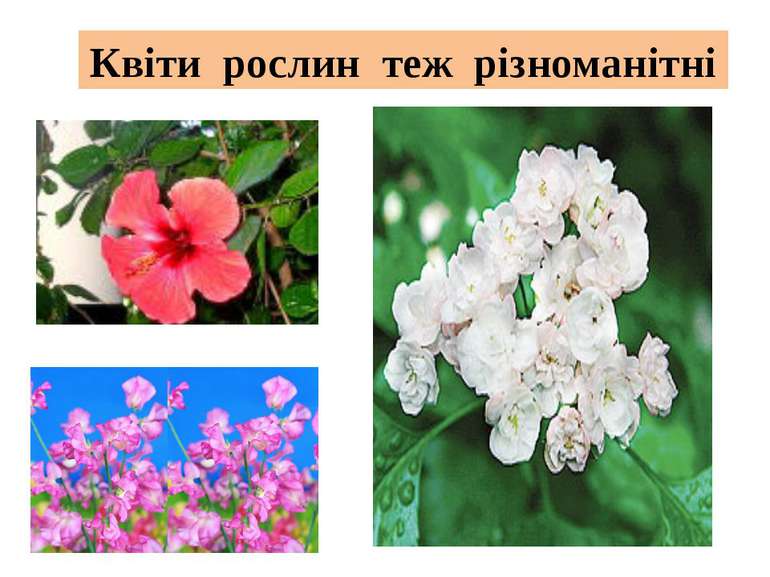 Квіти рослин теж різноманітні
