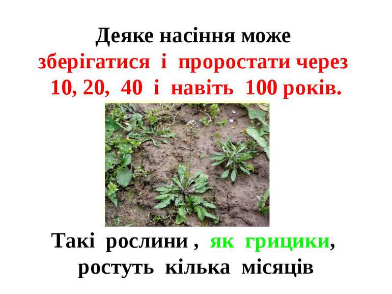 Деяке насіння може зберігатися і проростати через 10, 20, 40 і навіть 100 рок...