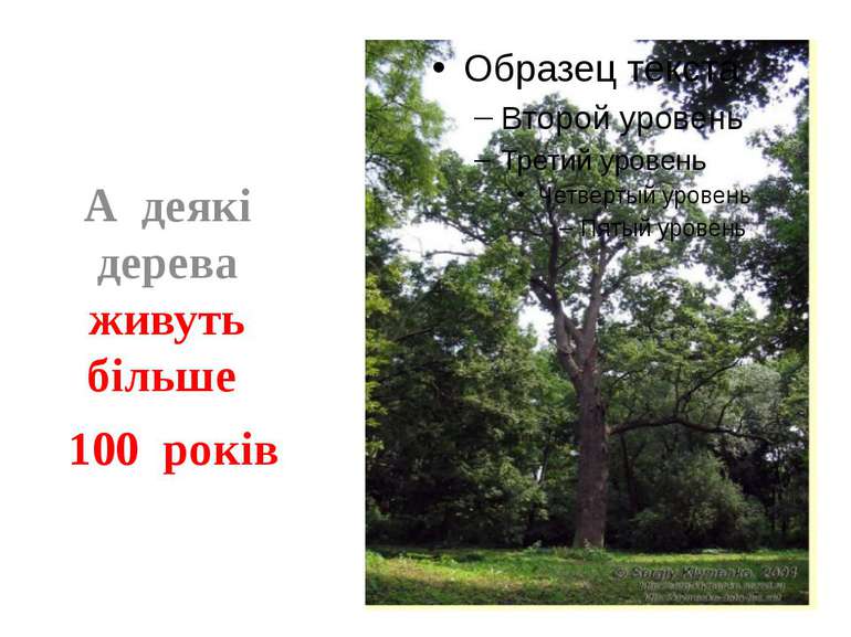 А деякі дерева живуть більше 100 років