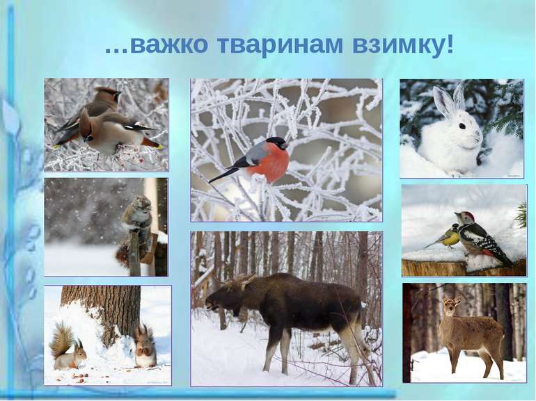 …важко тваринам взимку!