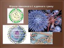 Віруси свинячого і курячого грипу