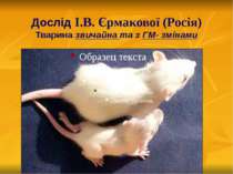 Дослід І.В. Єрмакової (Росія) Тварина звичайна та з ГМ- змінами