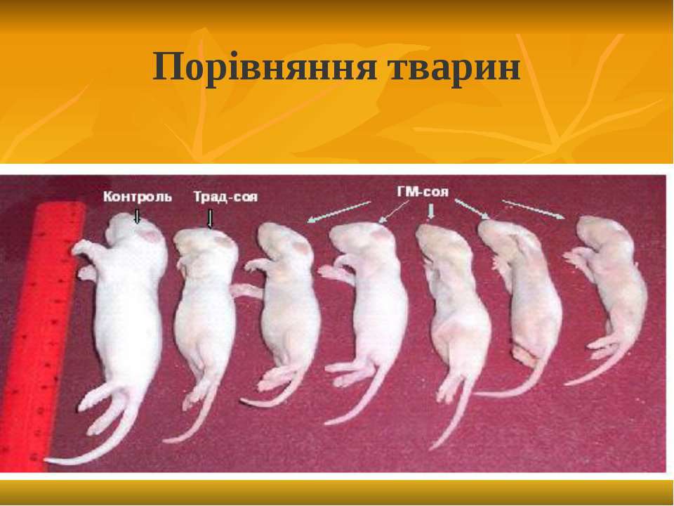 Развитие мышей. Генетические эксперименты на мышах. Опыты на мышах.