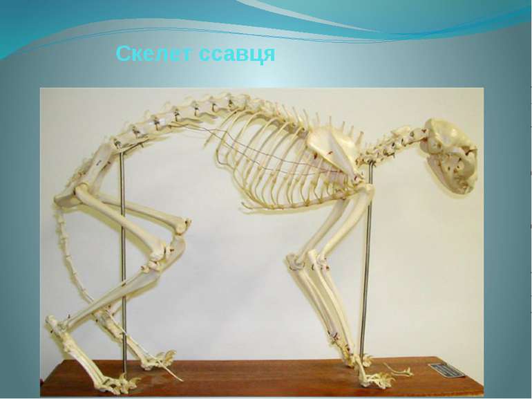 Скелет ссавця