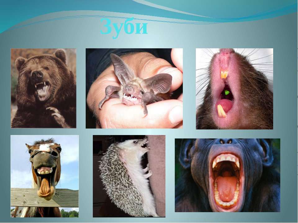 Зубы у млекопитающих выполняют функцию. Зубы хищников и травоядных. Зубы млекопитающих животных.