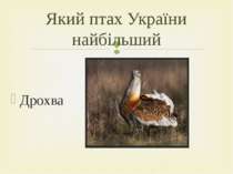Дрохва Який птах України найбільший