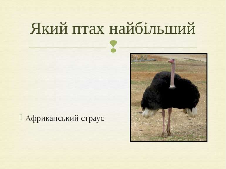 Африканський страус Який птах найбільший