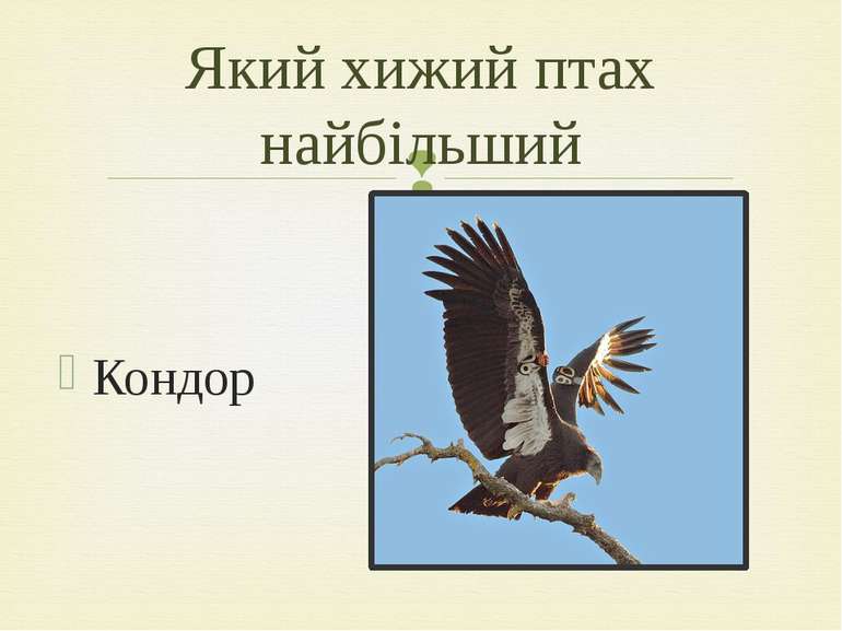 Кондор Який хижий птах найбільший