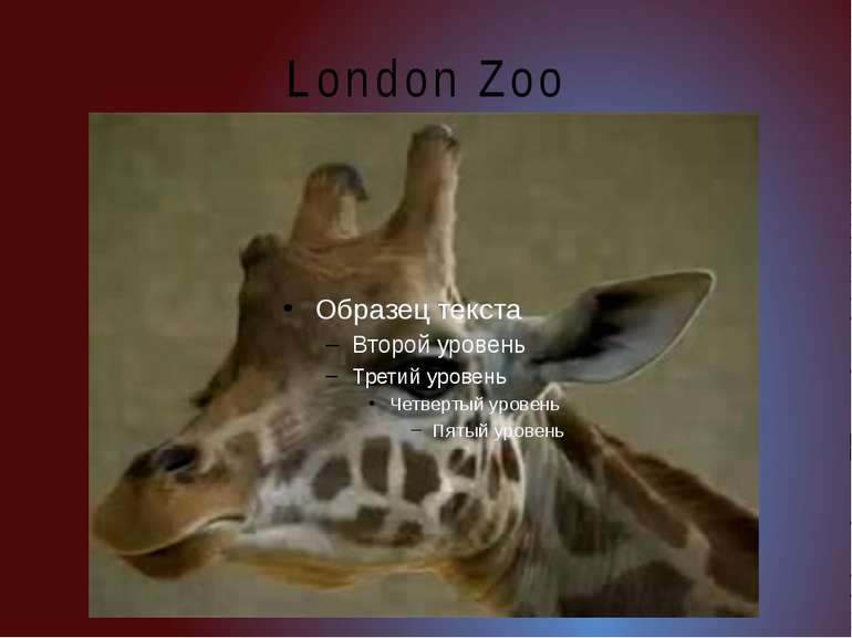 London Zoo