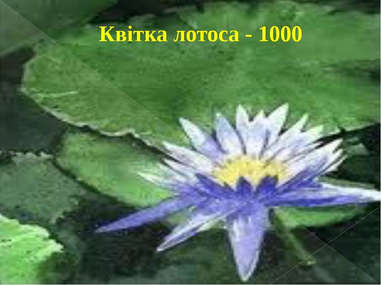Квітка лотоса - 1000