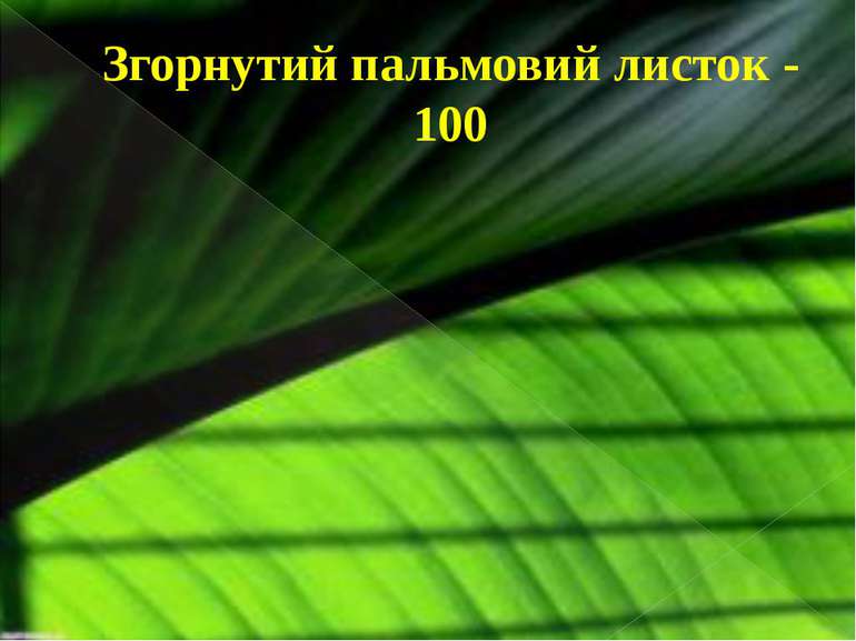Згорнутий пальмовий листок - 100