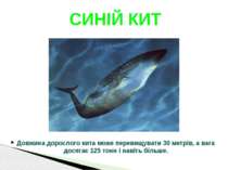 Довжина дорослого кита може перевищувати 30 метрів, а вага досягає 125 тонн і...